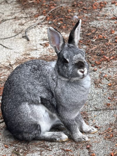 A medium shot captures a grey rabbit sitting on a textured, sandy ground dotted with brown pine needles and twigs. The rabbit is facing mostly to the right of the frame, with its head turned slightly towards the camera. Its fur is a mix of dark and light grey, with white markings on its chest and hindquarters. The rabbit's ears are pointed upwards, and its eyes are dark. The background consists of more of the same sandy ground and pine debris, with some blurred branches and leaf litter. The lighting appears to be natural daylight, creating soft shadows. The scene is outdoors, likely in a park or wooded area. The image does not contain any people or man-made structures. The specific location of Graham, United States of America, is not visually indicated within the image itself.