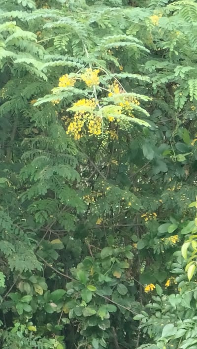 The image captures a dense, lush display of green foliage interspersed with numerous small, vibrant yellow flowers. The primary subjects are the leaves and blooms of a large plant, likely a tree or shrub. The leaves are pinnately compound, characterized by many small, oval leaflets arranged along stems, creating a rich, feathery texture across the entire frame. Clusters of tiny yellow flowers, some appearing to hang in racemes, are scattered throughout the greenery, with a notable concentration in the upper-central and lower-right areas.
The scene depicts a natural outdoor setting, indicative of a forest, garden, or thick bushland. No human presence, activity, or man-made objects are visible. The lighting is soft and diffused, suggesting it is daytime, possibly under an overcast sky or in dappled shade, as there are no harsh shadows. The overall impression is one of abundant plant life and natural beauty. Given the location context of Lamtamot, Indonesia, the flora is typical of a tropical or subtropical climate. There is no visible text in the image.