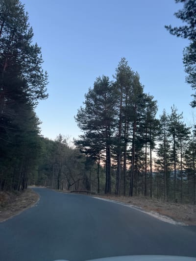 The scene depicts a winding paved road traversing a dense coniferous forest within the city of Stoianovo, Bulgaria. The road, dark asphalt in color, curves left in the foreground before bending right into the mid-distance. Tall, dark green pine trees line both sides of the thoroughfare, with deciduous trees, some bare, visible further within the forest canopy, particularly on the left. A segment of a metal guardrail is visible on the right shoulder of the road in the mid-ground. Further along the road on the left, a low structure, consistent with a small bridge or culvert, spans a dip. The ground adjacent to the road is covered with dry pine needles and sparse foliage. The sky above is clear and light blue, exhibiting a faint pinkish-orange hue low on the horizon in the background, indicating either dawn or dusk. No individuals, animals, or other vehicles are present in the visible frame. The perspective suggests the image was captured from a low vantage point, possibly from inside a vehicle.