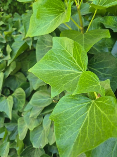 This media file is a close-up photograph of a dense patch of green ivy leaves. The leaves are the primary subject, with their distinct lobed shape and prominent veining clearly visible. Some leaves are sharp and in focus, while others are softer and out of focus, creating a sense of depth. The lighting suggests it is daytime, with bright, natural light illuminating the leaves, highlighting their vibrant green color. The overall impression is one of lush, healthy foliage. There are no people, animals, or man-made objects visible in the frame. The image appears to have been taken outdoors, likely in a garden or natural setting given the abundance of plant life. The location context provided, "Les Meravelles, Spain," suggests this scene is from that region. No text is visible in the image.