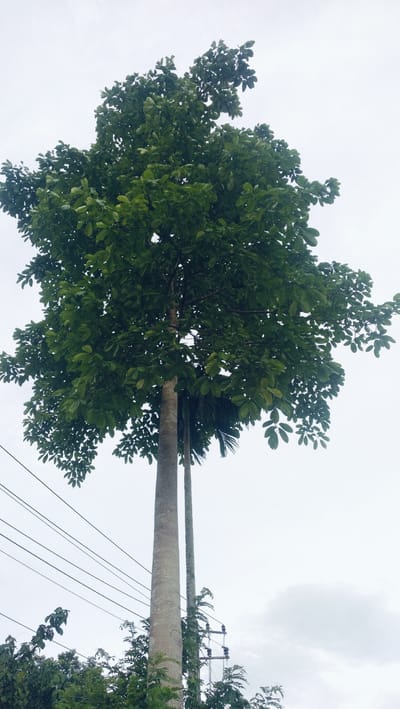The image displays a tall, robust tree with a thick, light grey trunk prominently positioned in the center, extending from the bottom to the upper third of the frame. Its dense, dark green foliage fills the entire upper portion of the photograph, spreading widely against a uniformly overcast, light grey sky.
Behind the main tree and slightly to its right, a significantly thinner and taller tree, resembling a palm, reaches even higher into the sky. In the lower left and central areas, multiple parallel black power lines traverse diagonally across the frame. Towards the bottom right, a utility pole with several insulators or electrical components is visible, partially obscured by green vines or smaller plant growth. Additional green foliage from smaller trees and bushes can be seen at the very bottom of the image, contributing to the lush, natural setting.
The scene depicts a static view of nature coexisting with infrastructure. The weather is cloudy or overcast, indicated by the pale sky, suggesting daytime without direct sunlight. No people are present, and no specific activity is taking place. There is no visible text. The combination of dense tropical-looking foliage and utility infrastructure is consistent with a rural or semi-rural tropical environment, such as Lamtamot, Indonesia.