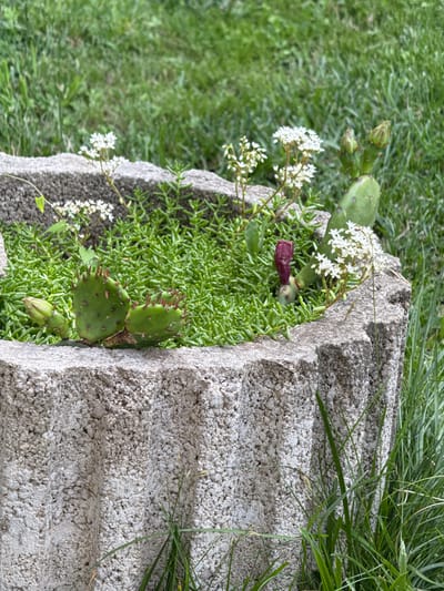 This media file shows a close-up, vertically oriented view of a prickly pear cactus plant growing in a textured, concrete planter. The planter has a rough, porous surface with distinct horizontal ridges. The cactus has several green pads, some with small, reddish spines. There are also buds, some closed and some beginning to open, and clusters of delicate white flowers. A deep red, bulbous object, possibly a developing fruit or a different type of flower, is also visible on one of the cactus pads.

Beneath the cactus, a dense ground cover of small, succulent-like green plants creates a carpet-like texture. In the background, out-of-focus green grass and blades of taller grass are visible, suggesting an outdoor setting. The lighting appears natural, indicating daytime. The overall impression is one of a small, resilient plant thriving in an unusual urban-like material, possibly a garden or courtyard setting in Durankulak, Bulgaria. No people or text are visible in the image.