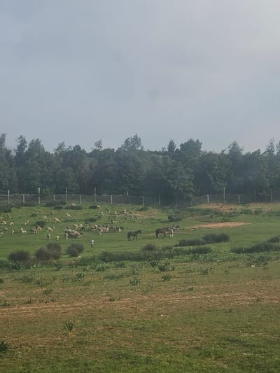 The scene depicts a rural landscape in the city of Ameur, Morocco, under an overcast, light grey sky. A dense line of dark green trees forms the horizon across the mid-ground, bordered by a faint light-colored fence or barrier. The foreground and mid-ground consist of a large, undulating grassy field, predominantly green with visible patches of drier, brown vegetation and scattered darker green bushes. Approximately 50 to 60 light-colored sheep are distributed across the left and central portions of the field, appearing to graze. One person, wearing light clothing, stands amidst the sheep in the central-left area of the field. Three horses are positioned in the right-central field; one dark brown horse stands independently, while two other horses (one dark, one lighter brown) are grouped together with a smaller foal or pony nearby. No distinct actions or interactions are clearly discernible beyond the animals grazing and the person's presence among them.