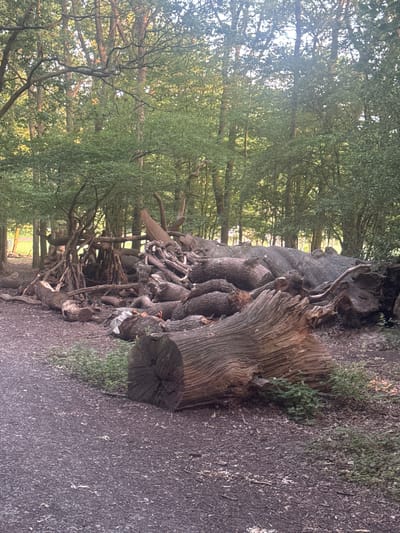 In Brentwood, United Kingdom, this image captures a woodland scene with a path in the foreground. A large pile of fallen logs and branches is situated to the right of the path, with some of the wood appearing to have been stacked or arranged to form a makeshift shelter or structure. The surrounding environment consists of mature trees with dense foliage, suggesting a natural, wooded area. The ground is covered in dirt and leaf litter, consistent with a forest floor. There are no people visible in the image.