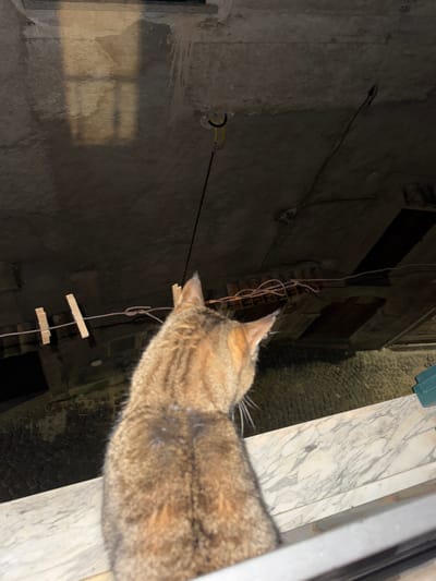 A cat is perched near a marble windowsill in Castelnuovo di Porto, Italy. The camera angle is looking down from above. The background shows a wall, wires, and what appears to be a makeshift clothesline with clothespins attached. The time of day appears to be night or dusk. The architecture suggests an old building or alleyway.