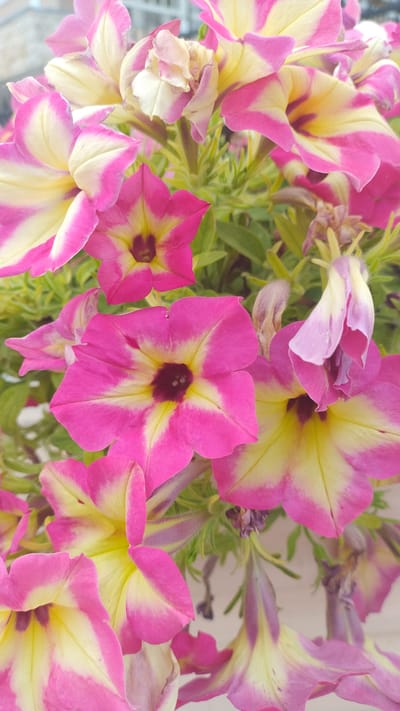 The image shows a close-up of a cluster of pink and yellow petunia flowers, some in bloom and others wilting, against a blurred background that suggests an outdoor setting with hints of a building structure. The flowers exhibit vibrant pink outer petals with streaks of yellow and white radiating towards a dark center. Some petals are slightly curled or drooping, indicating the natural life cycle of the flowers. Green leaves and stems are visible, interspersed among the blooms. The lighting appears to be natural daylight, casting soft shadows. The scene is likely a garden or a planter in Νέα Κερασιά, Greece, possibly a residential area given the presence of architectural hints in the background. No people or specific actions are depicted.