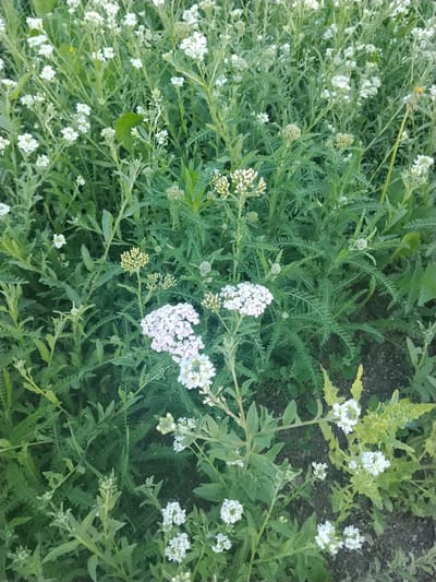 This media file is a close-up, eye-level shot of a dense field of white wildflowers, likely yarrow, in a natural outdoor setting. The flowers are in various stages of bloom, with some in tight bud clusters and others displaying fully opened, delicate white florets arranged in flat-topped or slightly domed clusters. The foliage is predominantly green and feathery, characteristic of yarrow. Sunlight appears to be filtering through, creating some dappled light and shadow, suggesting it is daytime. The background is a blur of more greenery and flowers, indicating a large patch of these plants. There are no people, animals, or man-made objects visible. The overall impression is one of natural abundance and a peaceful, rural scene. The location context of Mikhailovka, Russia, suggests this is likely a summer landscape. There is no visible text in the image.