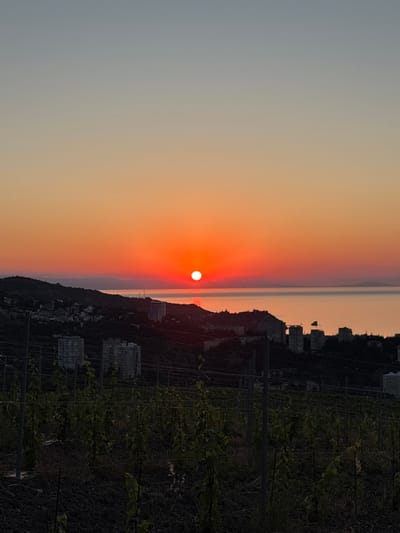 A vertical, medium-shot, low-angle photograph captures a sunset over the city of Lavrovoe, Ukraine. The sun, a brilliant orange disc, hovers just above the horizon line, casting a warm glow across the sky. The sky transitions from a pale blue at the top to vibrant shades of orange and red near the horizon. In the middle ground, rolling hills are dotted with buildings and trees, indicating the presence of a settlement. The foreground is dominated by a vineyard, with rows of young plants supported by stakes and wires. The overall mood is serene and peaceful, with the natural beauty of the sunset harmonizing with the urban landscape.