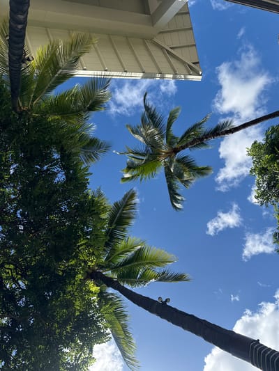 The image shows a view looking up at palm trees and other foliage against a blue sky with scattered clouds. A portion of a light-colored building with a linear architectural design is visible in the lower left. The composition includes several palm trees at various angles, their fronds extending into the sky. The location is likely Honolulu, United States of America, suggested by the tropical vegetation and architectural style. No people are visible in the image.
