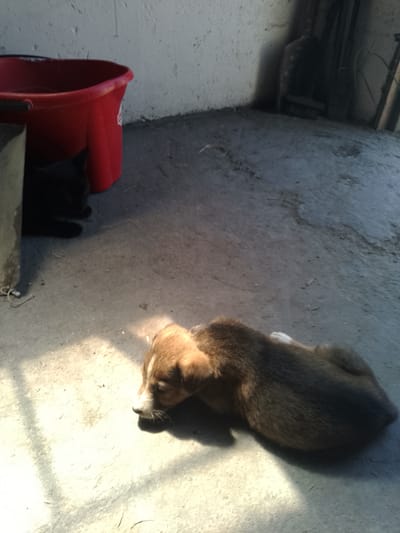 The image depicts a low-angle, outdoor scene likely in Nicorești, Romania, focusing on two domestic animals. In the foreground, a small puppy with brown and black fur is lying on a concrete surface, its head lowered, appearing to be resting or napping. Sunlight casts distinct shadows across the ground, creating a dappled effect. To the left and further back, a black cat is visible, partially obscured by a bright red bucket. The cat is also lying down, facing away from the camera, near the base of a textured, light-colored wall. Behind the wall, indistinct shapes suggest a cluttered or storage area, possibly with tools or equipment. The environment appears to be an outdoor patio or yard area, with the concrete ground showing some debris and wear.