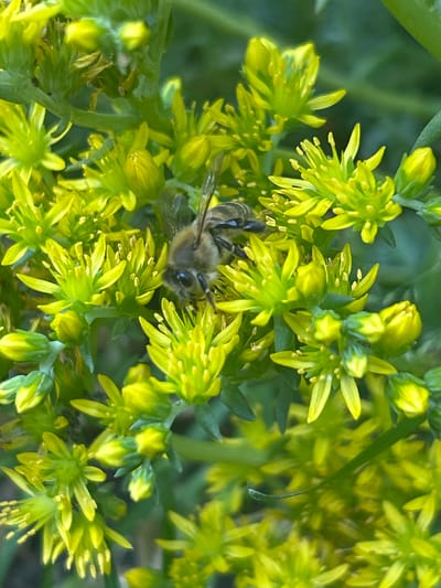 This is a close-up, vertical, outdoor photograph taken in Agronom, Russia. The image features a single honeybee, identified as Apis mellifera, foraging amongst a cluster of small, vibrant yellow flowers. The bee is positioned in the center-left of the frame, its body slightly angled towards the right, with its head facing down towards the flower. Its wings are visible, appearing slightly blurred, indicating movement. The flowers are delicate with multiple petals and prominent stamens, characteristic of a flowering plant likely in the Sedum family, given their clustered arrangement and succulent appearance. The background is a soft blur of green foliage and more out-of-focus yellow flowers, creating a shallow depth of field that emphasizes the bee and its immediate surroundings. The lighting suggests it is daytime, with natural light illuminating the scene and casting subtle shadows. The overall environment appears to be a garden or naturalistic setting within Agronom, Russia.