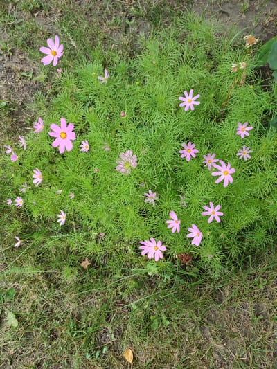 The image shows a close-up, top-down view of a cluster of pink cosmos flowers with yellow centers, interspersed with their feathery green foliage. The flowers and plants are growing in a patch of ground that is a mix of soil and dry grass. The scene appears to be outdoors. Based on the provided information, this scene is located in the city of Voskobiinyky, Ukraine. There are no people or animals visible in the image. The overall impression is of a natural, overgrown garden area.