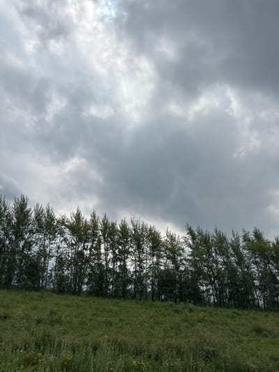 The image depicts a landscape scene under a cloudy sky with a hint of sunlight breaking through in the upper left corner. A line of tall, slender trees with green foliage stretches across the middle ground, forming a dense border against the sky. Below the trees, a grassy slope descends, covered in lush green vegetation with scattered wildflowers. The overall atmosphere is one of a natural outdoor setting, possibly on the outskirts of the city of Старошареево, Russia, given the visual characteristics of a temperate climate and rural landscape. There are no people or specific man-made structures visible in the frame, focusing the composition entirely on the natural environment.