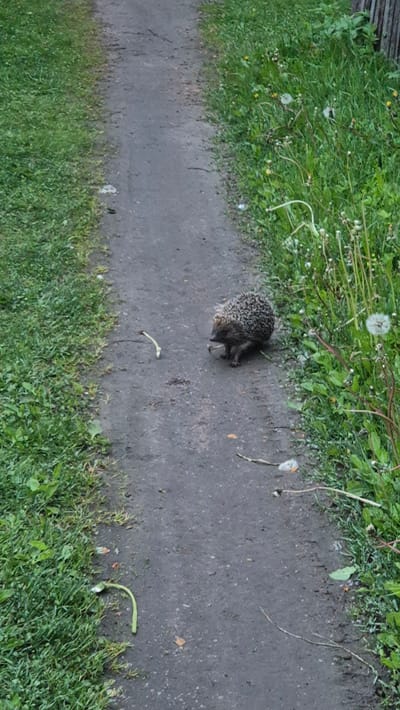 A hedgehog is on a narrow concrete path bordered by grass and vegetation. The path is gray and shows signs of wear. The hedgehog is dark in color with visible quills. The location is consistent with an outdoor area, possibly a park or garden, in Primorsk, Russia.