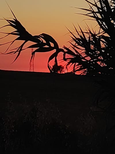 A silhouette of a tall, slender tower, possibly a telecommunications pylon, is visible against a vivid sunset sky. The sky transitions from a bright orange at the horizon to a softer yellow at the top. In the foreground, the dark silhouettes of foliage, possibly reeds or palm fronds, partially obscure the view. A strip of dark land is visible below the horizon line. The image is taken at an outdoor location in Valverde de Leganés, Spain.