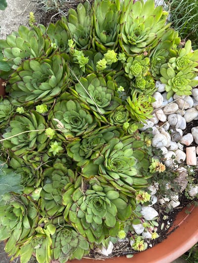 A high-angle, full shot shows a close-up of a container garden with an abundance of Hens and Chicks succulents. The plants are a vibrant green with reddish-brown tips on their pointed leaves, characteristic of the Sempervivum species. The succulents are densely packed, with many smaller "chicks" growing around the larger "hens." Scattered amongst the plants are small, smooth, white stones and some loose soil. In the bottom right of the frame, a pale pinkish-orange object, possibly a piece of chalk or a small stone, is visible. The background is slightly blurred, suggesting an outdoor setting. The image appears to be taken in the city of Kableshkovo, Bulgaria, given the context of the request.