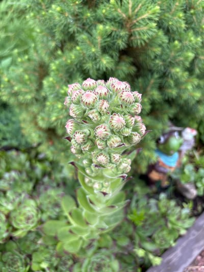The image shows a close-up, overhead view of a Sempervivum plant, commonly known as a hen and chicks, with a developing flower stalk. The main subject is the flower stalk, which is covered in numerous small buds. These buds are a pale green color and have pink tips, and they are clustered together at the top of a tall, sturdy stem. The stalk itself is fuzzy, with fine hairs visible on its surface. Surrounding the Sempervivum are other plants, including dense, green evergreen foliage that appears to be some type of conifer, possibly a dwarf pine or spruce. To the right and in the background, more Sempervivum rosettes are visible, their leaves a mix of green and reddish-purple. There is also a blurred garden ornament, possibly a gnome or figurine, in the upper background, along with some rocks and soil. The lighting suggests it is daytime, and the scene appears to be outdoors in a garden or natural setting. No text is visible in the image. The focus is on the botanical details of the plant's flowering process.