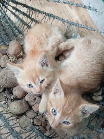 Two orange kittens with blue eyes are lying in a woven basket filled with dried nuts and seed pods. The basket is placed on a wooden surface. The kittens are close together, with one kitten's head resting on the other. The image is taken from a high angle, looking down at the kittens. The environment appears to be outdoors, with a rough, natural texture to the surroundings.