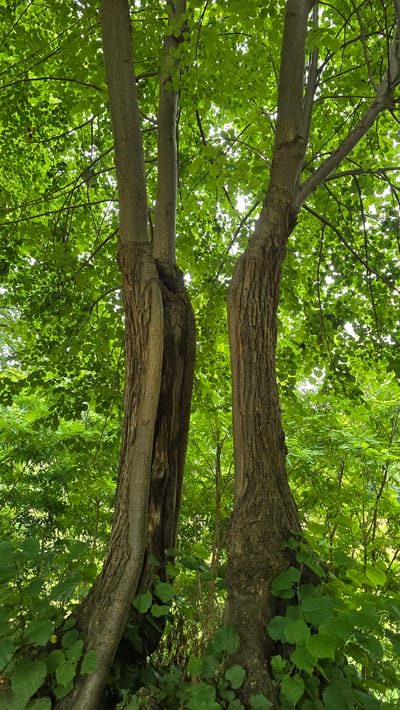 The image depicts two large tree trunks in a forest setting. The trunks are close together, with one appearing to slightly bend around the other. The bark is textured and appears aged. The surrounding environment is lush and green, with dense foliage of leaves and other vegetation visible both in the foreground and background, suggesting a natural, possibly wooded area. Sunlight filters through the canopy, illuminating parts of the scene. There are no people or man-made objects visible in the image. The location is identified as 's-Heerenberg, Netherlands, suggesting an outdoor natural landscape within or near the city.