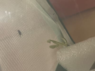 The image shows a close-up of a praying mantis with its forelegs raised, positioned on a white mesh material. To the left of the praying mantis, on the same mesh, is a small dark insect. The background is blurred, appearing as a reddish-brown and beige color. The scene is indoors, likely in a habitat or enclosure. There is no indication of a specific location in Sankt Anton im Montafon, Austria.
