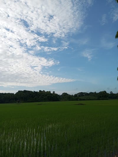 This is a landscape photograph taken in the city of Padacenga, Indonesia. The image depicts a verdant rice paddy field in the foreground, with rows of young rice plants submerged in shallow water, reflecting the sky. In the middle ground, a dense line of lush green trees forms a backdrop to the field. A small, simple wooden hut or shelter with a thatched roof is visible nestled amongst the trees on the left side of the frame. The sky above is a clear blue, populated with scattered white, wispy clouds, creating a serene and tranquil atmosphere. The overall scene is one of natural beauty and rural tranquility.
