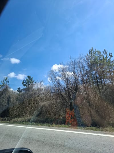 The image shows a view from inside a vehicle, likely a car, in Bogyovtsi, Bulgaria. The scene depicts a roadside environment with a clear blue sky and scattered white clouds visible through the windshield. A dense line of bare trees and evergreen pines stretches along the right side of the frame, bordering a paved road with a white lane marker. The foliage appears dormant, suggesting it could be late autumn, winter, or early spring. There is a section of orange foliage visible which may be a reflection, or a small section of a tree with changing colors. The road surface is gray and shows signs of wear. The vehicle's side mirror is partially visible in the bottom right corner. No people are visible in the scene.