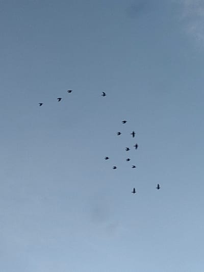 A flock of small, dark birds is captured in flight against a pale blue, overcast sky. The birds are scattered across the frame, some in loose formations, others more isolated. Their wings are spread, suggesting they are in mid-flight. The scene is devoid of any urban elements, and no specific location in Nilokheri, India, can be determined from the image. The focus is solely on the aerial movement of the birds.