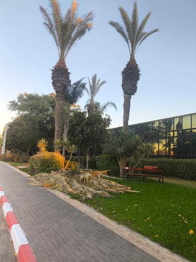 This media file depicts an outdoor scene in Dimona, Israel, likely in the late afternoon or early evening due to the warm, golden light reflecting off a building's windows and illuminating a patch of bushes. The primary subjects are several tall palm trees, some of which appear to have shed fronds, creating a scattered pile on the grassy area. A paved walkway with red and white edging runs along the left side of the frame, suggesting a public area like a park or promenade.
In the background, a modern building with a facade of reflective, gold-tinted windows dominates the right side of the image. These windows mirror the surrounding trees and the sky, adding a dynamic visual element to the scene. In front of the building and to the right of the walkway, a well-maintained green lawn is visible, dotted with a few fallen yellow leaves. A wooden park bench is placed on the lawn, facing the building, offering a place to rest and enjoy the surroundings.
The overall atmosphere is peaceful and serene, with a slight sense of natural debris from the palm trees. The clear sky indicates fair weather. The presence of the building and the well-kept landscape suggests an urban or suburban setting. No people are visible in the image, and there is no discernible text. The setting is likely a public space designed for leisure and relaxation, possibly adjacent to a commercial or administrative building.