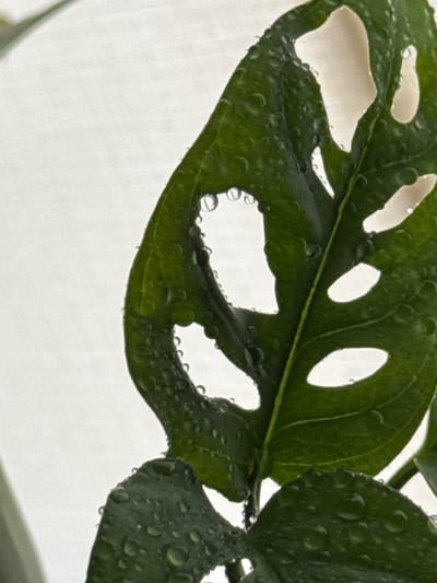 A close-up, horizontal shot captures a vibrant green leaf of a Swiss cheese plant (Monstera adansonii) against a bright, slightly textured white background. The leaf is partially unfurled and features characteristic oval-shaped holes. Numerous small water droplets are scattered across the leaf's surface, reflecting light and creating a glistening effect. The leaf's veins are clearly visible, and its edges appear slightly serrated. The overall impression is of a healthy, well-hydrated plant. The scene is devoid of any human presence or discernible urban context, making it impossible to ascertain its location within Troitske, Ukraine, or any other city.