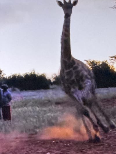 A tall giraffe is captured mid-stride, kicking up dust as it runs across a dry, reddish-brown dirt path. The giraffe's body is speckled with brown and grey markings, and its long neck extends upwards towards a hazy, pale sky. In the background, a line of dark green trees creates a dense border against the horizon. To the left of the giraffe, two indistinct figures are visible, appearing to observe the animal. The overall scene suggests an outdoor environment, possibly a natural habitat or a rural area, with a sense of motion and a dusty atmosphere. There is no indication of the city of Springboro, United States of America, in this image.