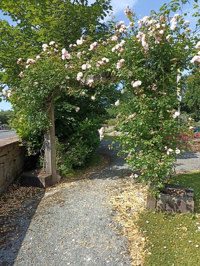 An outdoor, ground-level, medium-shot photograph captures a rose-covered archway on a sunny day. The archway, constructed from wood and intertwined with a profusion of light pink roses and green foliage, frames a gravel path leading into a garden area. Fallen rose petals are scattered across the gravel path and on the adjacent grass. To the left, a stone wall with a wooden support structure for the archway is visible. The background reveals more greenery, a glimpse of a road, and a blue sky. The scene appears to be situated within a garden or park setting in the town of Dungloe, Ireland, suggested by the presence of a stone wall and mature trees typical of the region. No individuals are present in the frame.