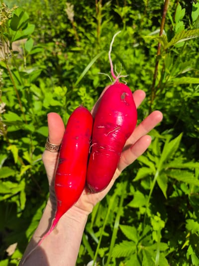 A hand, adorned with a geometric patterned ring, holds two long, vibrant red radishes against a backdrop of lush green foliage. The radishes are elongated and smooth, with delicate white root hairs trailing from one end. The hand appears to be gently cradling the vegetables, suggesting a sense of care and connection to the produce. The scene is bathed in bright sunlight, indicating a clear, sunny day, likely during daylight hours. The abundance of green leaves suggests an outdoor setting, possibly a garden or a natural landscape. The image evokes a feeling of freshness and the bounty of nature. There is no visible text in the image. The location context is Novosisoevka, Russia.