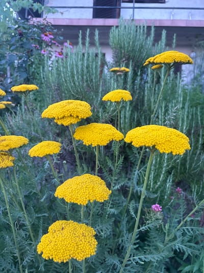 A close-up, eye-level, outdoor shot captures a cluster of bright yellow yarrow flowers in full bloom. The flowers are spherical and composed of numerous small florets, creating a textured, umbrella-like shape. Their vibrant yellow hue stands in contrast to the muted green foliage and the background. Behind the yarrow, the feathery, needle-like leaves of rosemary plants are visible, creating a dense, green backdrop. In the upper left of the image, a glimpse of a building facade with a balcony and window is present, suggesting an urban or suburban setting. The lighting appears to be natural, possibly late afternoon, with soft shadows indicating a slightly overcast sky or the onset of twilight. There are no people or animals in the frame. The scene is static and appears to be a still life of flowers in a garden. The location is identified as Dolenje Grčevje, Slovenia.