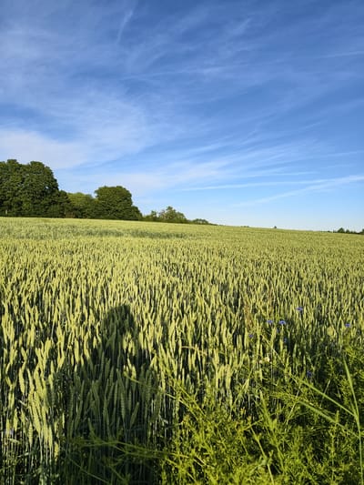 This image depicts a vast field of green wheat under a bright blue sky with wispy white clouds. The sun is casting long shadows, suggesting it is either early morning or late afternoon. A prominent shadow of a person, appearing to be standing, is visible in the lower left quadrant of the field.

In the background, a dense line of green trees forms the horizon, with some of the trees appearing more mature and dark green, while others are lighter and more spread out. The wheat stalks are tall and densely packed, creating a textured green carpet that stretches to the horizon. A few small blue wildflowers are scattered throughout the foreground and mid-ground of the wheat field, adding pops of color to the scene. The overall impression is one of a peaceful, rural landscape bathed in warm, natural light. The location is identified as Slaka, Sweden. No visible text is present in the image.