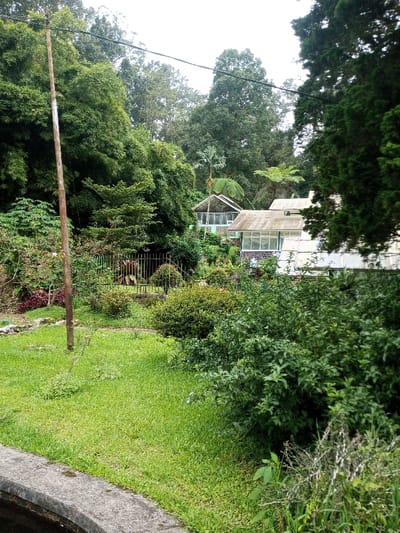 A verdant scene features a house nestled amidst lush greenery. A grassy lawn stretches towards the building, bordered by shrubs and trees. The house has a peaked roof, visible windows, and is partially obscured by foliage. A wooden pole stands near the lawn, suggesting a garden or park-like setting. A wrought-iron fence adds definition, completing the picturesque landscape.