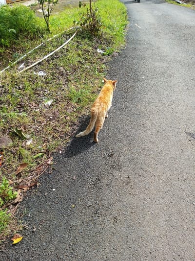 A ginger cat walks away on a grey asphalt road. Green foliage and thin trees flank the left side of the road, contrasting with the road's grey surface. The cat casts a shadow on the road, indicating sunlight. A vehicle is subtly present in the distant background. The scene suggests a rural or suburban environment.