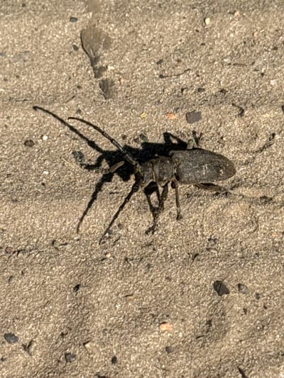 A longhorn beetle is resting on sandy ground. The beetle is dark gray and has long antennae and legs. Its shadow is cast on the sand. The sand is light brown and contains small pebbles and debris. There is a partial footprint visible in the sand to the upper left of the beetle. The location is Kedyna Hora, Ukraine.