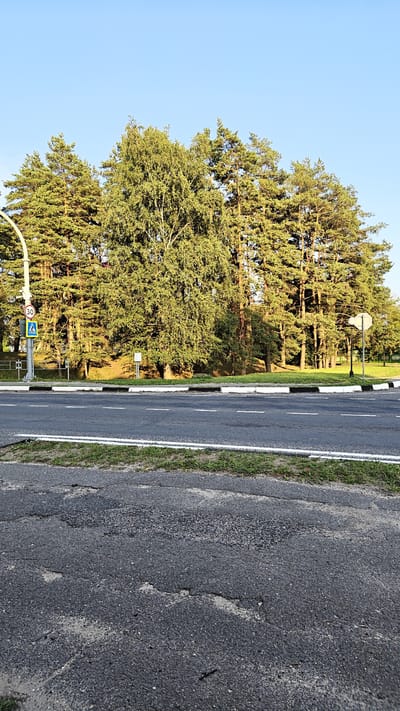 The image depicts a roadside scene with a paved road in the foreground. Beyond the road, a sidewalk with a black and white curb separates it from a grassy area and a line of trees. The trees are a mix of tall pines and a large, leafy deciduous tree in the center, all illuminated by sunlight, casting shadows. On the sidewalk, a lamppost with a circular sign showing "30" and a blue pedestrian crossing symbol is visible. Further along the sidewalk, a small white sign stands. The background is a clear blue sky. The overall scene suggests a suburban or park-like setting, possibly along a road in Narachansky District, Vitebsk Region, Belarus.