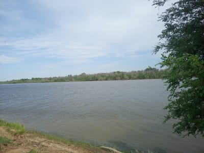 The image depicts a wide, calm river flowing through a rural landscape under a partly cloudy sky. The foreground shows a sandy embankment with sparse green grass and a fallen branch. The river surface is textured with small ripples, reflecting the overcast sky. Across the river, a dense line of trees forms the far bank, with some appearing dry and bare, contrasting with the lush green foliage. The overall scene is serene and natural, characteristic of a river in a natural setting. The location is identified as the city of Rassvet, Russia, though specific landmarks within the city are not visible. There are no people or animals present in the image.