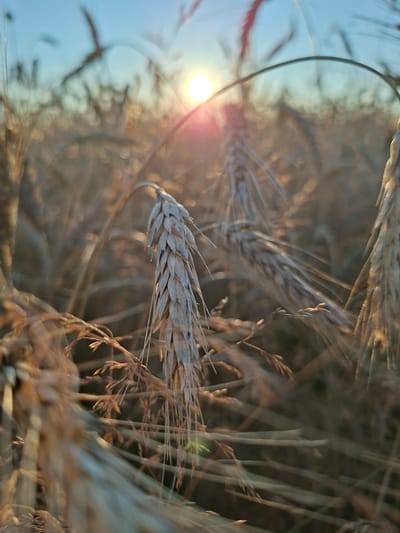 The image captures a close-up view of a wheat field at sunrise in Славенскі сельскі Савет, Belarus. The sun is low on the horizon, casting a warm glow and creating lens flare. The foreground is dominated by detailed stalks of wheat, some in sharp focus and others blurred, with a prominent stalk in the center showcasing its layered seed head. The background is a soft blur of more wheat stalks and the clear blue sky, hinting at a vast agricultural landscape. The overall impression is one of a serene, natural setting bathed in the golden light of dawn.
