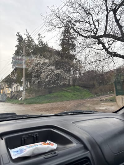 The image, taken from within a vehicle in Gornik, Bulgaria, presents a view through a slightly water-spotted windshield on an overcast day. In the immediate foreground, the dark gray dashboard of the vehicle is visible, with a white, colorful packaged snack bar resting in an open compartment on the passenger side.

Beyond the dashboard, the scene depicts a primarily unpaved or gravel road appearing damp. To the left, two gray, cylindrical trash bins stand adjacent to a multi-story building with a light-colored, possibly yellowed, facade and dark-framed windows. A concrete utility pole with multiple overhead power lines runs vertically through the left-center of the frame. Directly behind this pole, a large tree in full white blossom stands out, contrasted by several taller, dark evergreen trees and numerous deciduous trees with bare branches throughout the background. A green, grassy embankment rises from the roadside. To the right, the road continues into a less defined dirt path, ascending towards a densely vegetated area dominated by more bare-branched trees and shrubs, with parts of a building featuring a reddish roof visible through the foliage further in the background. No people, discernible actions, or interactions are present in the scene.