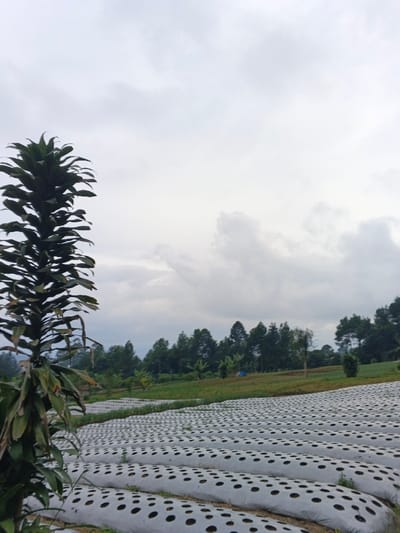 This image captures an agricultural scene in São Félix do Xingu, Brazil, under an overcast sky. The foreground on the left features a tall, slender plant with dark green, elongated leaves. The midground consists of an extensive field structured with parallel raised rows of soil, each covered by white plastic agricultural mulch. These mulch covers contain numerous evenly spaced, circular holes, revealing dark soil beneath and occasionally small green shoots, indicative of planted crops. The rows recede towards the horizon, covering a significant portion of the visible landscape. In the background, a dense line of various trees, predominantly evergreens, forms a natural border, with hints of higher terrain beyond. The sky is a uniform light grey, characteristic of heavy cloud cover, with no direct sunlight visible. No people or animals are present.