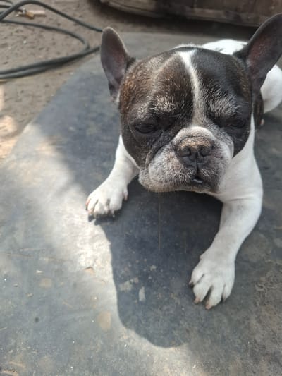 A French Bulldog with black and white markings lies on a dark, textured surface, possibly rubber or asphalt, outdoors. The dog's head is lowered, and it is looking directly at the camera with a calm expression. Sunlight casts a shadow on the surface to the left of the dog. In the background, a dark cable is visible on a gravelly surface. The location is identified as Dokuchaievske, Ukraine.