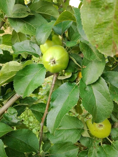 A close-up, vertical shot shows several unripe, green apples on a tree branch surrounded by lush green leaves. The apples are small and round, with some showing minor imperfections, such as a small bite mark on one. The branch itself is thin and woody, with visible bark texture. The background is softly blurred, suggesting a natural outdoor environment, possibly an orchard or garden. The lighting appears to be natural daylight, casting soft shadows and highlighting the textures of the leaves and fruit. The image does not depict any people or man-made structures. This scene is likely located in an orchard within or near the city of Krasnostepnovskoye, Russia, given the context provided.