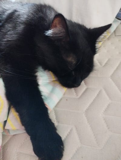 A black cat is sleeping on its side on a patterned mattress. The cat is positioned in the lower left quadrant of the image, with its head resting on a blanket with colorful stripes. The mattress has a diamond-shaped quilted pattern and is light in color. The environment appears to be indoors, possibly a bedroom. The scene does not provide information to determine the location within Hospozín, Czechia.