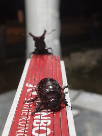 Two rhinoceros beetles are pictured, one in sharp focus in the foreground on a red and white object, likely a ruler or measuring tape, and another, out of focus, in the background. The foreground beetle is dark brown and appears to be male due to the horn-like protrusion on its head, though this detail is partially obscured. The background beetle is also dark and exhibits prominent, antler-like horns. The red and white object has white lettering, partially visible as "NIFERKUNO" and "INDRO". The environment appears to be outdoors at night, with a dark, blurred background suggesting trees or foliage and possibly a building. The overall scene is dimly lit. There are no people or any other discernible objects that would indicate a specific location within Grinăuți, Moldova.
