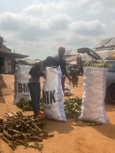 Two individuals are shown in a partially outdoor setting, presumably a marketplace. They appear to be dealing with agricultural produce, specifically plantains, as evidenced by numerous bunches scattered around and packed into large white bags labelled "BMK 200 KG." One person is wearing a red cap and a dark shirt, while the other is wearing a white tank top. The ground is dirt, with discarded plantain stalks littering the area. A vehicle is parked in the background.