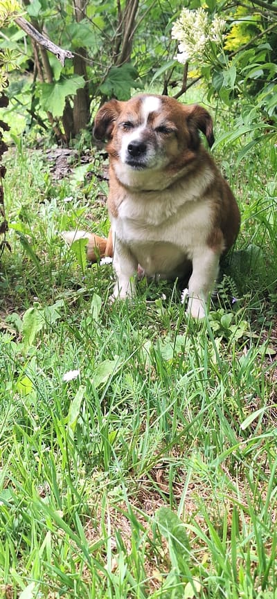 The image shows a brown and white dog lying on its side in a lush green grassy area, appearing to be resting or sleeping peacefully. The photo is oriented vertically (rotated 90 degrees counter-clockwise from a standard landscape view).

**Subjects:** The primary subject is a medium-sized dog with a mix of light brown and white fur. It has a white patch on its forehead and its eyes are closed or squinting, indicating relaxation. Its body is mostly white on the underside and chest, blending into brown on its back and ears.

**Objects:** The dog is surrounded by dense green grass and various other plants, including some with broad leaves. On the left side of the image, near the dog's head, there are clusters of small white flowers, possibly hydrangeas or similar garden blooms, partially obscured by green foliage. Several thin branches or twigs are also visible among the vegetation.

**Scene and Setting:** The scene takes place outdoors in what appears to be a garden, park, or a natural, overgrown area, possibly in Konceptas, Lithuania. The ground is covered entirely in vegetation, suggesting a natural and undisturbed environment.

**Activity or Event:** The dog is resting comfortably on the ground, likely enjoying the warmth and softness of the grass. Its relaxed posture and closed eyes suggest it might be napping or simply enjoying a calm moment.

**Notable Details:** The lighting appears to be natural daylight, indicating it's daytime. The abundance of green foliage suggests a temperate climate and possibly spring or summer. The dog's expression conveys a sense of tranquility and contentment. There is no visible text in the image.
