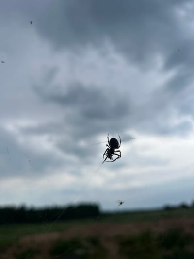 A silhouette of a spider is centered in the frame, perched on its web. The spider appears to be in the process of consuming a small insect. The background is a blur of cloudy sky and a dark, indistinct landscape, possibly fields or trees, suggesting an outdoor setting. The image is taken from a low angle looking upwards. There is no indication of the city of Haaslava, Estonia, within the image.