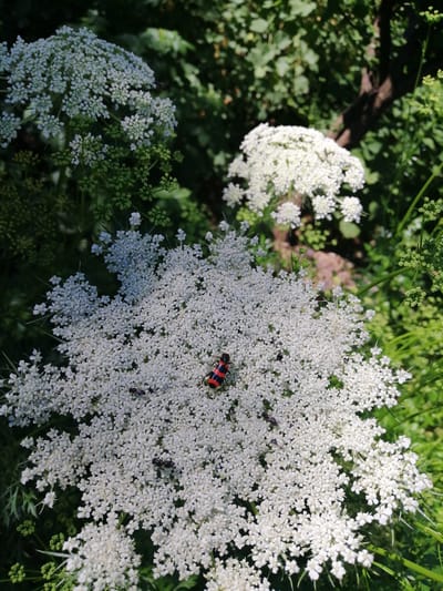 A close-up, eye-level shot captures several large, white Queen Anne's lace flowers in bloom. One flower in the foreground is a focal point, adorned with a small insect that has a striking red and black striped pattern. Several other dark-colored insects are also visible scattered across the white petals. The background consists of lush green foliage and a tree trunk, suggesting an outdoor setting in a park or garden. The lighting indicates it is daytime, likely sunny, with shadows cast by the plants. There is no indication of human presence or specific landmarks within Lanivtsi, Ukraine.